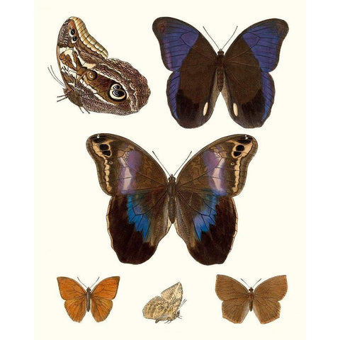 Violet Butterflies IV White Modern Wood Framed Art Print by Unknown