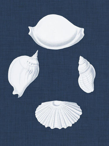 Coquillages Blancs I White Modern Wood Framed Art Print with Double Matting by Vision Studio