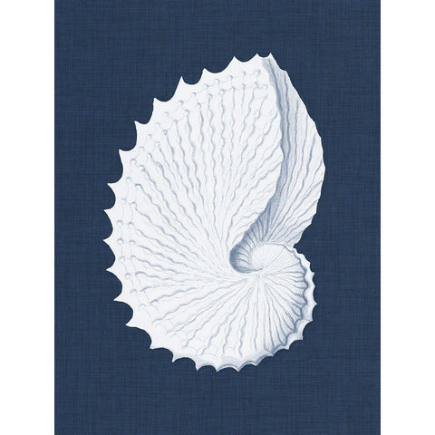 Coquillages Blancs V White Modern Wood Framed Art Print by Vision Studio