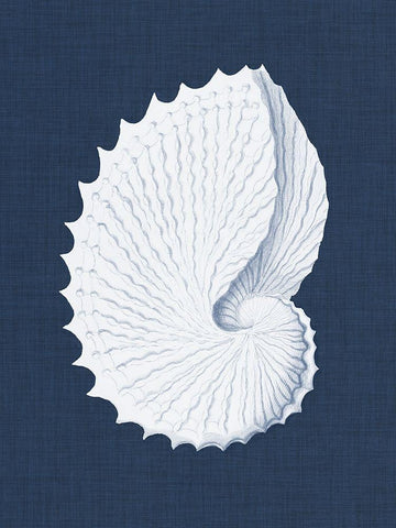 Coquillages Blancs V White Modern Wood Framed Art Print with Double Matting by Vision Studio
