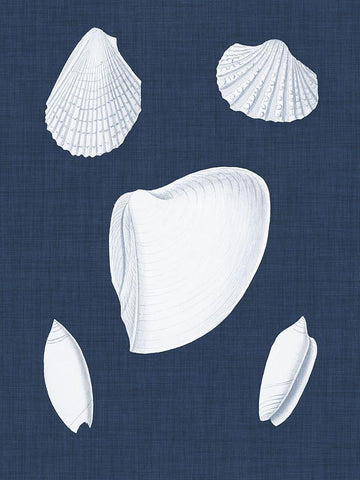 Coquillages Blancs VI White Modern Wood Framed Art Print with Double Matting by Vision Studio
