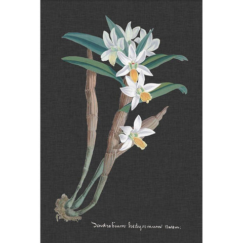 Orchid on Slate I White Modern Wood Framed Art Print by Vision Studio