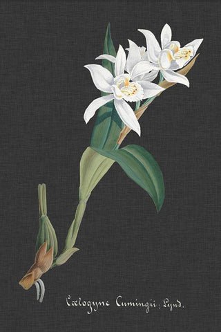Orchid on Slate III Black Ornate Wood Framed Art Print with Double Matting by Vision Studio