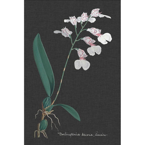 Orchid on Slate VI White Modern Wood Framed Art Print by Vision Studio