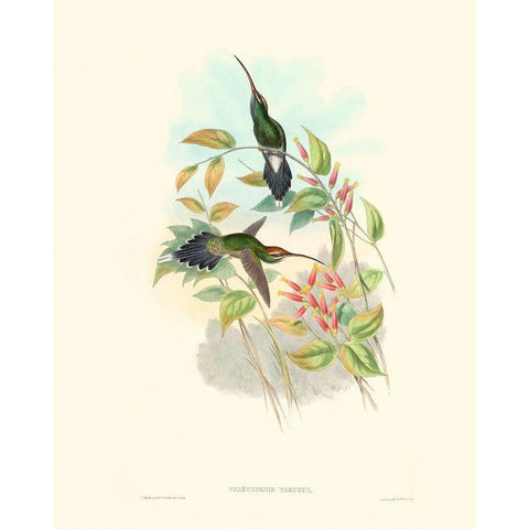 Hummingbird Delight I White Modern Wood Framed Art Print by Gould, John