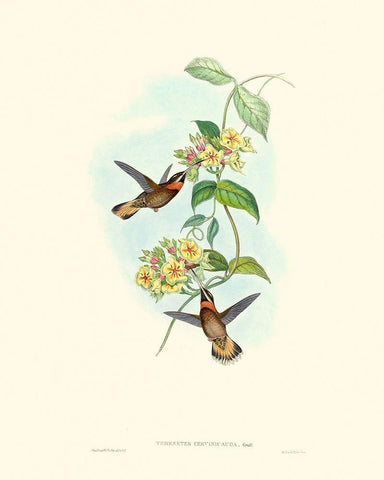 Hummingbird Delight II Black Ornate Wood Framed Art Print with Double Matting by Gould, John