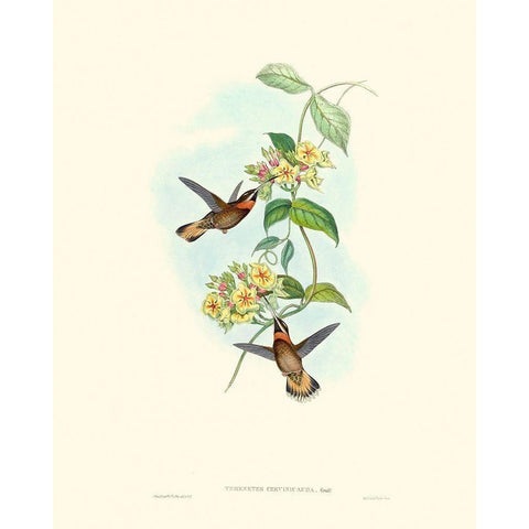 Hummingbird Delight II White Modern Wood Framed Art Print by Gould, John