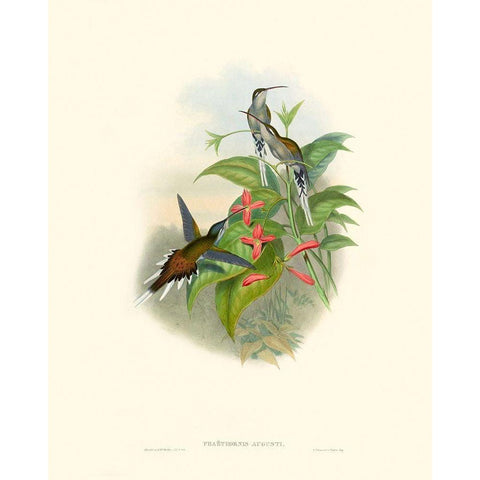 Hummingbird Delight IV White Modern Wood Framed Art Print by Gould, John