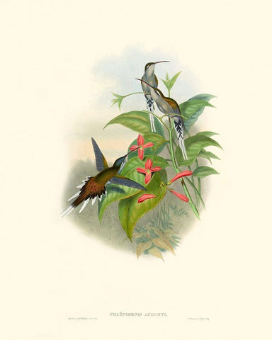 Hummingbird Delight IV White Modern Wood Framed Art Print with Double Matting by Gould, John