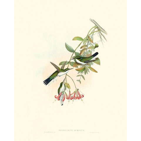 Hummingbird Delight V White Modern Wood Framed Art Print by Gould, John