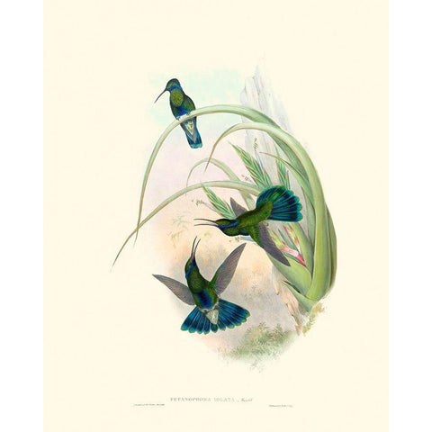 Hummingbird Delight VI Black Modern Wood Framed Art Print with Double Matting by Gould, John