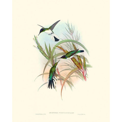 Hummingbird Delight VII White Modern Wood Framed Art Print by Gould, John