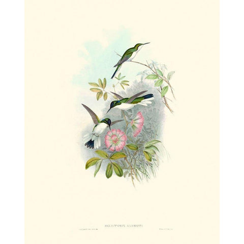 Hummingbird Delight VIII White Modern Wood Framed Art Print by Gould, John