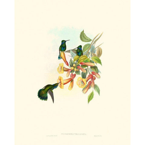 Hummingbird Delight IX Black Modern Wood Framed Art Print with Double Matting by Gould, John