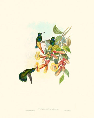 Hummingbird Delight IX White Modern Wood Framed Art Print with Double Matting by Gould, John