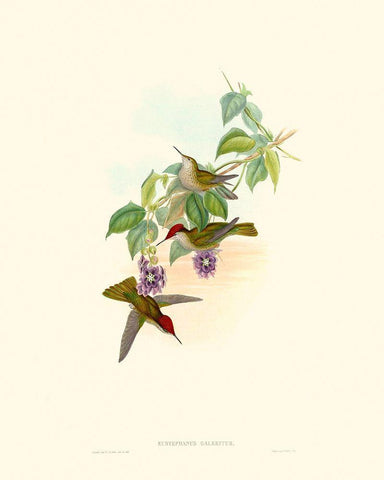 Hummingbird Delight XII White Modern Wood Framed Art Print with Double Matting by Gould, John