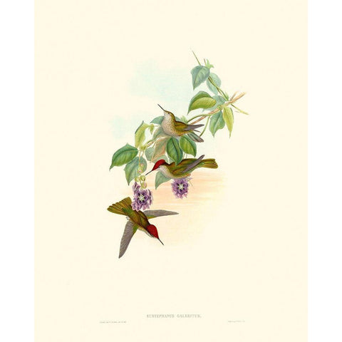 Hummingbird Delight XII White Modern Wood Framed Art Print by Gould, John