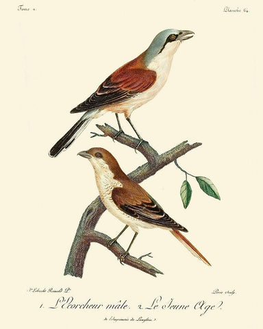 Vintage French Birds I White Modern Wood Framed Art Print with Double Matting by de Langlois