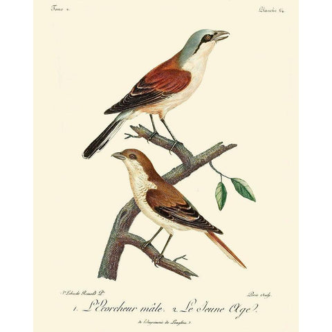 Vintage French Birds I White Modern Wood Framed Art Print by de Langlois