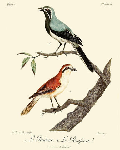 Vintage French Birds II Black Ornate Wood Framed Art Print with Double Matting by de Langlois