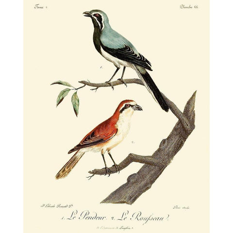 Vintage French Birds II White Modern Wood Framed Art Print by de Langlois