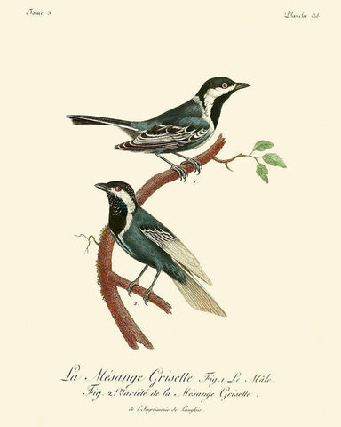 Vintage French Birds III White Modern Wood Framed Art Print with Double Matting by de Langlois