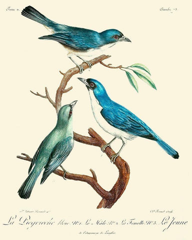 Vintage French Birds IV Black Ornate Wood Framed Art Print with Double Matting by de Langlois