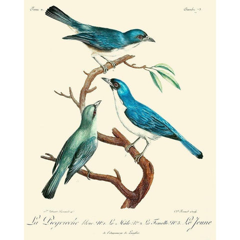 Vintage French Birds IV White Modern Wood Framed Art Print by de Langlois