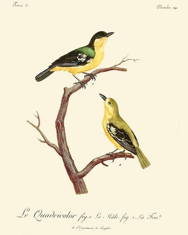 Vintage French Birds V Black Ornate Wood Framed Art Print with Double Matting by de Langlois