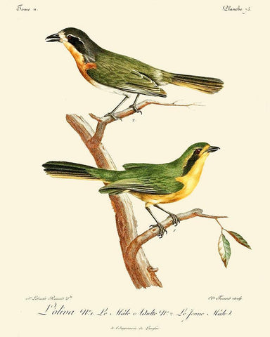 Vintage French Birds VI White Modern Wood Framed Art Print with Double Matting by de Langlois