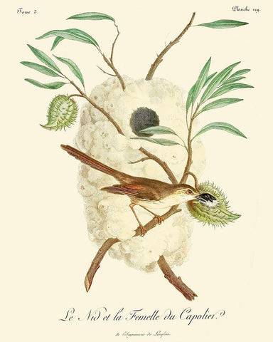Vintage French Birds VII White Modern Wood Framed Art Print with Double Matting by de Langlois