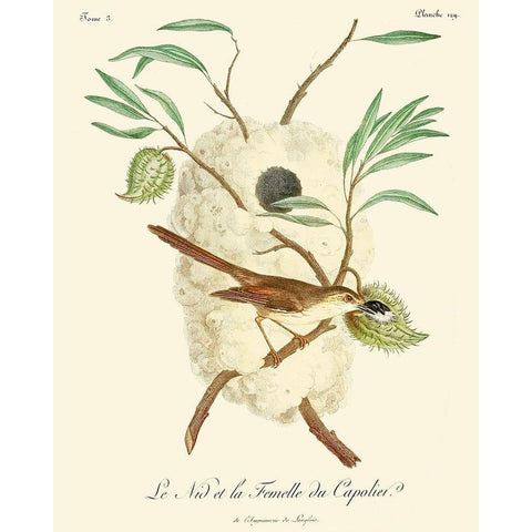 Vintage French Birds VII White Modern Wood Framed Art Print by de Langlois