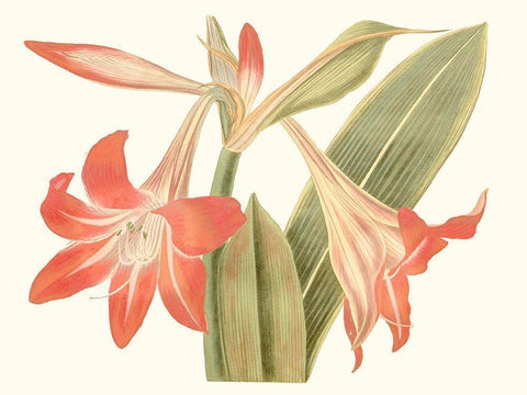 Antique Amaryllis IV Black Ornate Wood Framed Art Print with Double Matting by Curtis