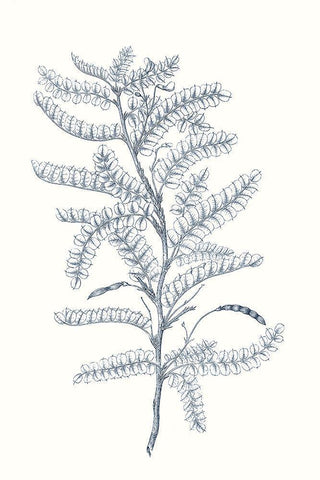 Indigo Botany Study II Black Ornate Wood Framed Art Print with Double Matting by Vision Studio