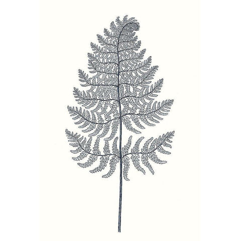 Indigo Botany Study VIII White Modern Wood Framed Art Print by Vision Studio
