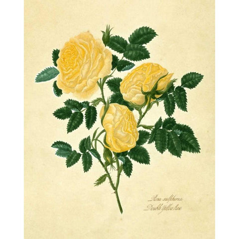 Double Yellow Rose Gold Ornate Wood Framed Art Print with Double Matting by Lawrence, Mary