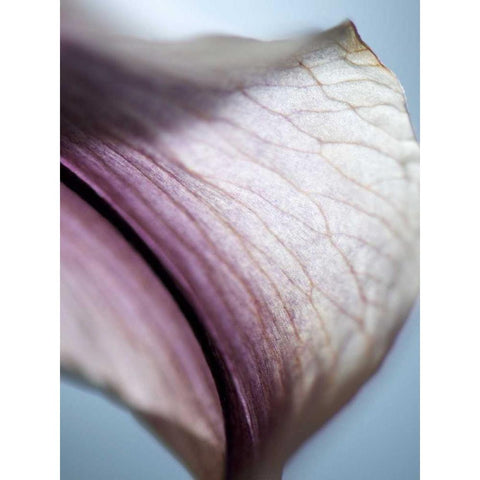 Lily Dusk III Black Modern Wood Framed Art Print with Double Matting by Nourock, Jonathan