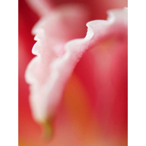 Macro Tulip I Black Modern Wood Framed Art Print by Nourock, Jonathan