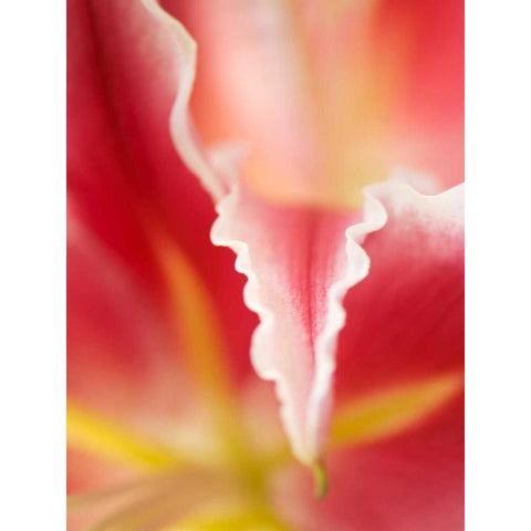 Macro Tulip II Gold Ornate Wood Framed Art Print with Double Matting by Nourock, Jonathan