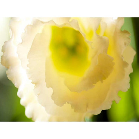 White Lisianthus I Gold Ornate Wood Framed Art Print with Double Matting by Nourock, Jonathan