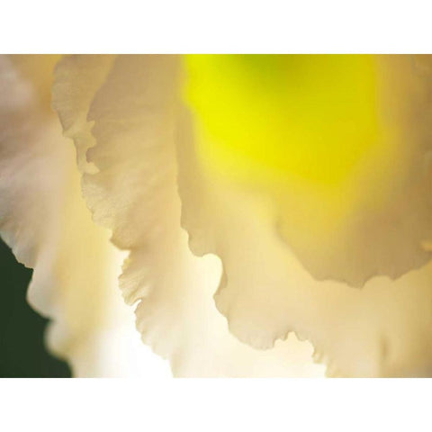 White Lisianthus II Black Modern Wood Framed Art Print with Double Matting by Nourock, Jonathan