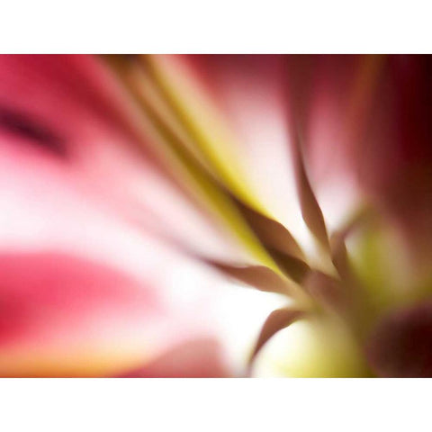 Macro Stargazer I Gold Ornate Wood Framed Art Print with Double Matting by Nourock, Jonathan