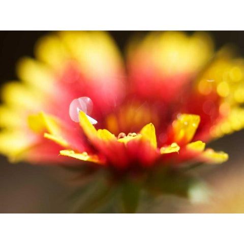 Gaillardia I Gold Ornate Wood Framed Art Print with Double Matting by Nourock, Jonathan