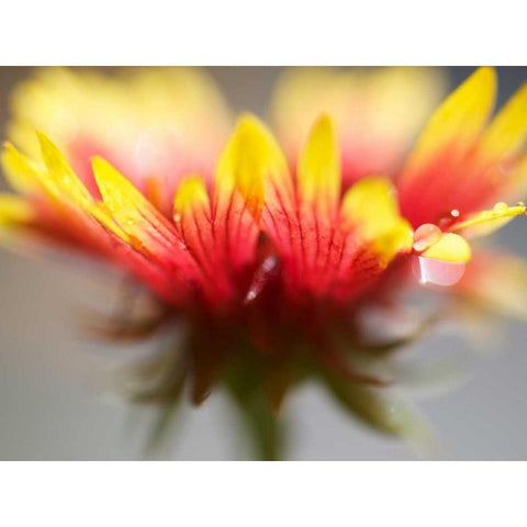 Gaillardia II Gold Ornate Wood Framed Art Print with Double Matting by Nourock, Jonathan