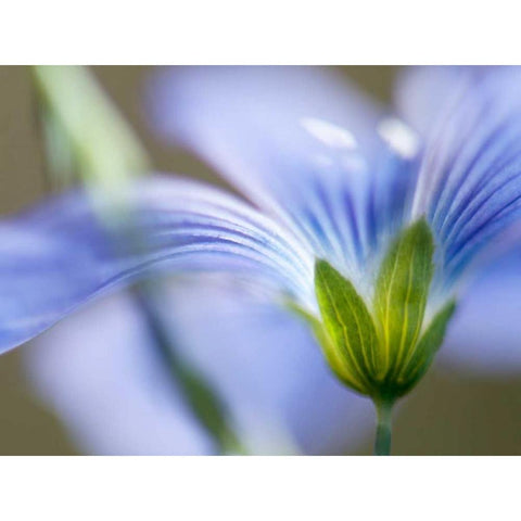 Blue Flax I Gold Ornate Wood Framed Art Print with Double Matting by Nourock, Jonathan