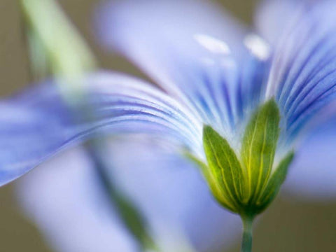 Blue Flax I White Modern Wood Framed Art Print with Double Matting by Nourock, Jonathan