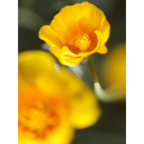 California Poppy I Gold Ornate Wood Framed Art Print with Double Matting by Nourock, Jonathan