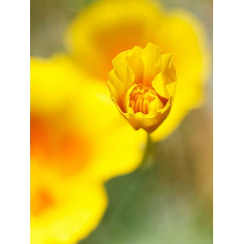 California Poppy III Gold Ornate Wood Framed Art Print with Double Matting by Nourock, Jonathan