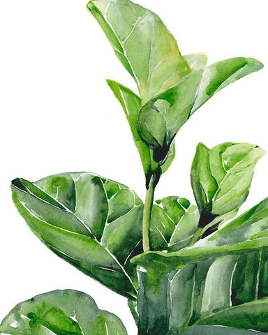 Fiddle Fig I Black Ornate Wood Framed Art Print with Double Matting by Parker, Jennifer Paxton