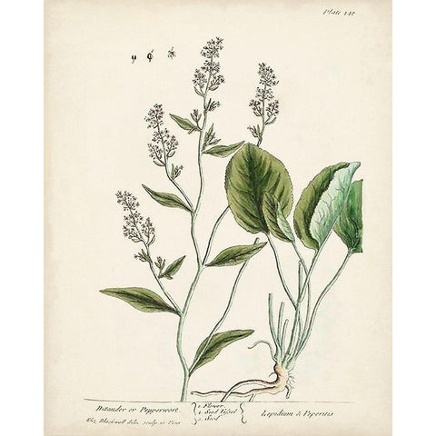 Antique Herbs V White Modern Wood Framed Art Print by Unknown